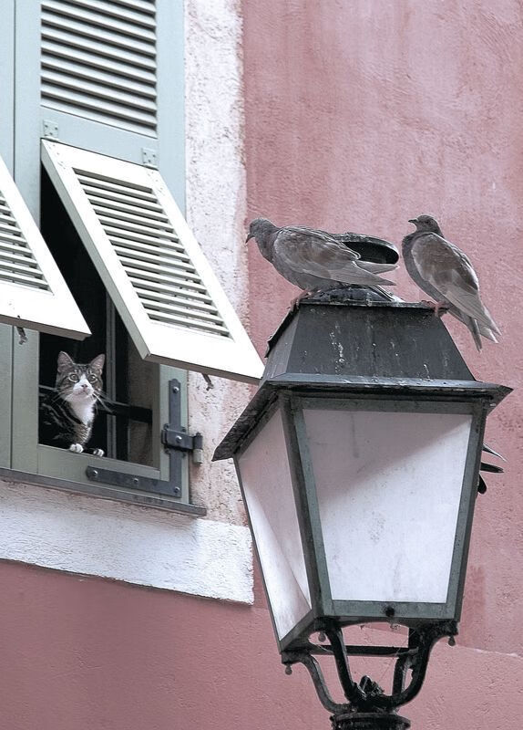 欧冠级对决!广东队战术纪律完胜魔术,篮球智慧闪耀全场