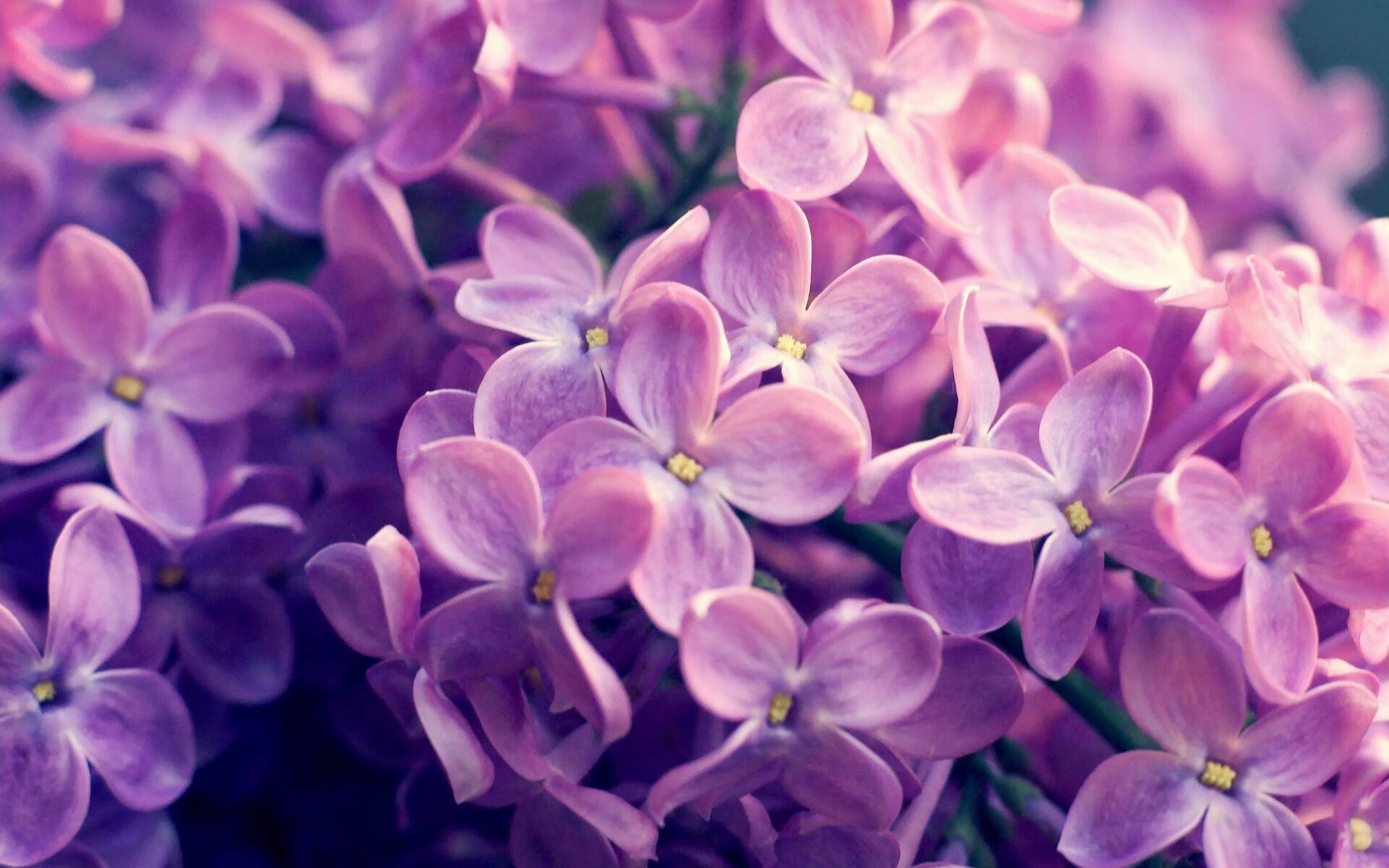 欧冠淘汰赛焦点战,摩纳哥决胜局绝杀,利物浦欧冠梦碎