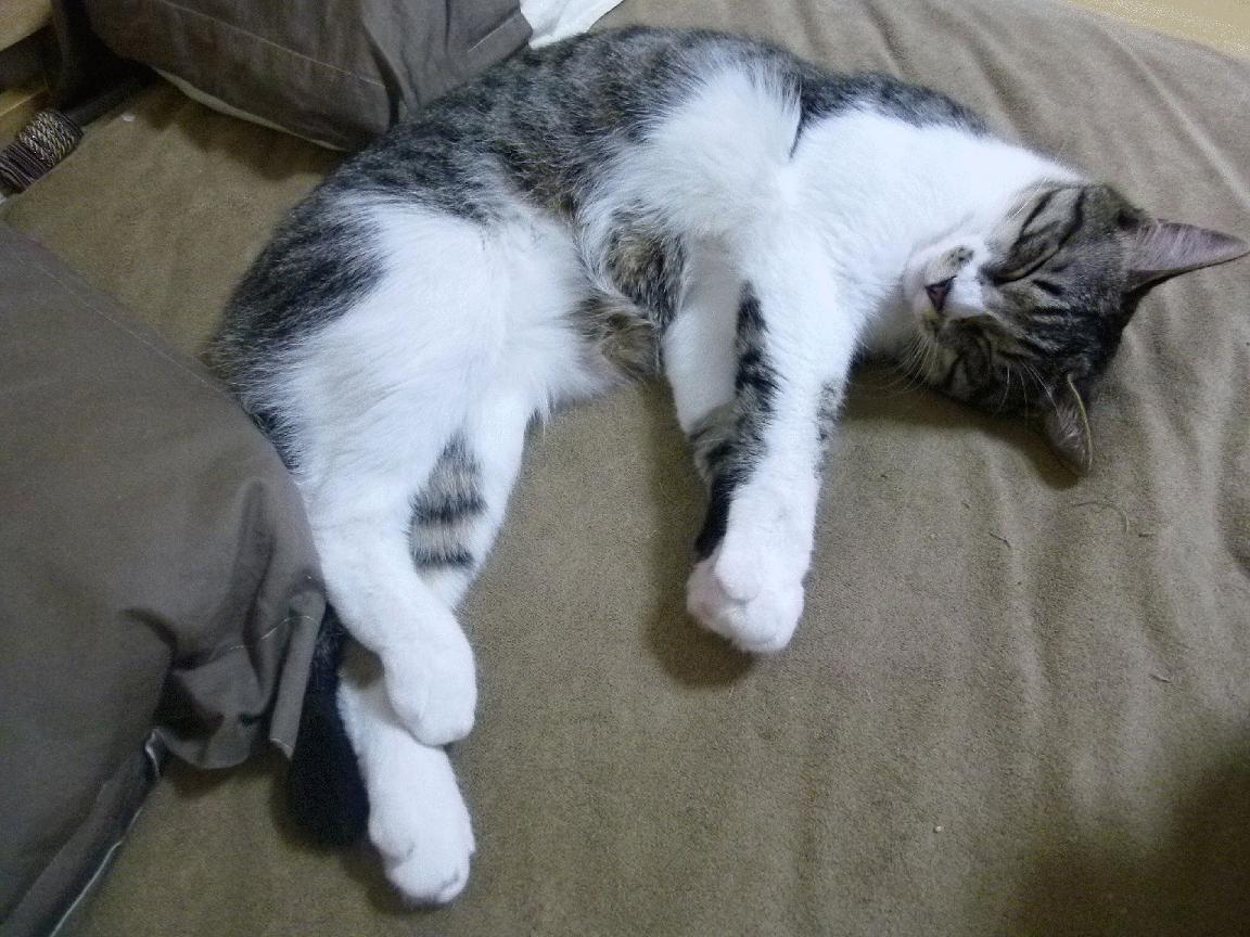 球场即城市,库里的晚安与布伦森的宣言