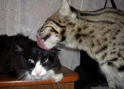 当39岁的詹姆斯轰下50分，为何雷霆仍能逆转吉林队？