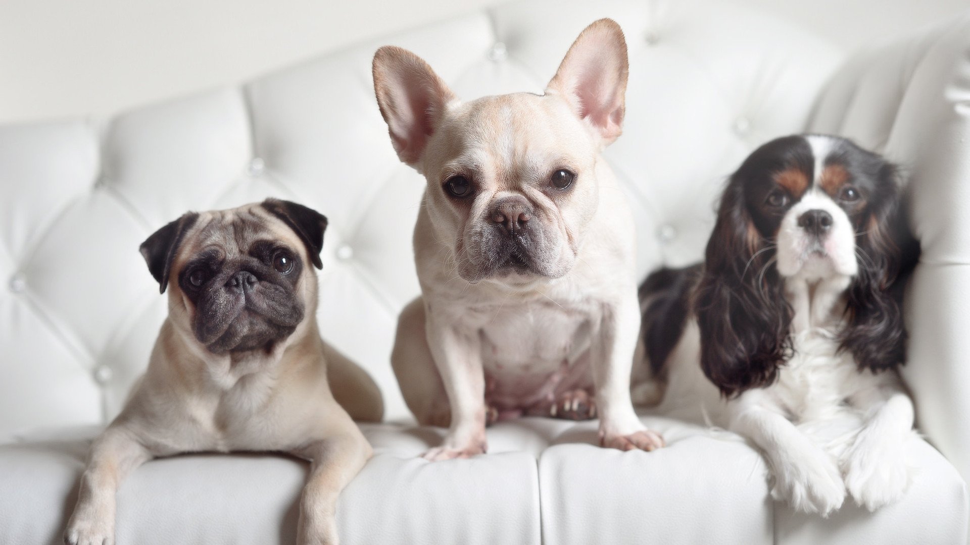 欧冠半决赛焦点战，火箭队疾风骤雨斩落奇才，勇夺决赛门票