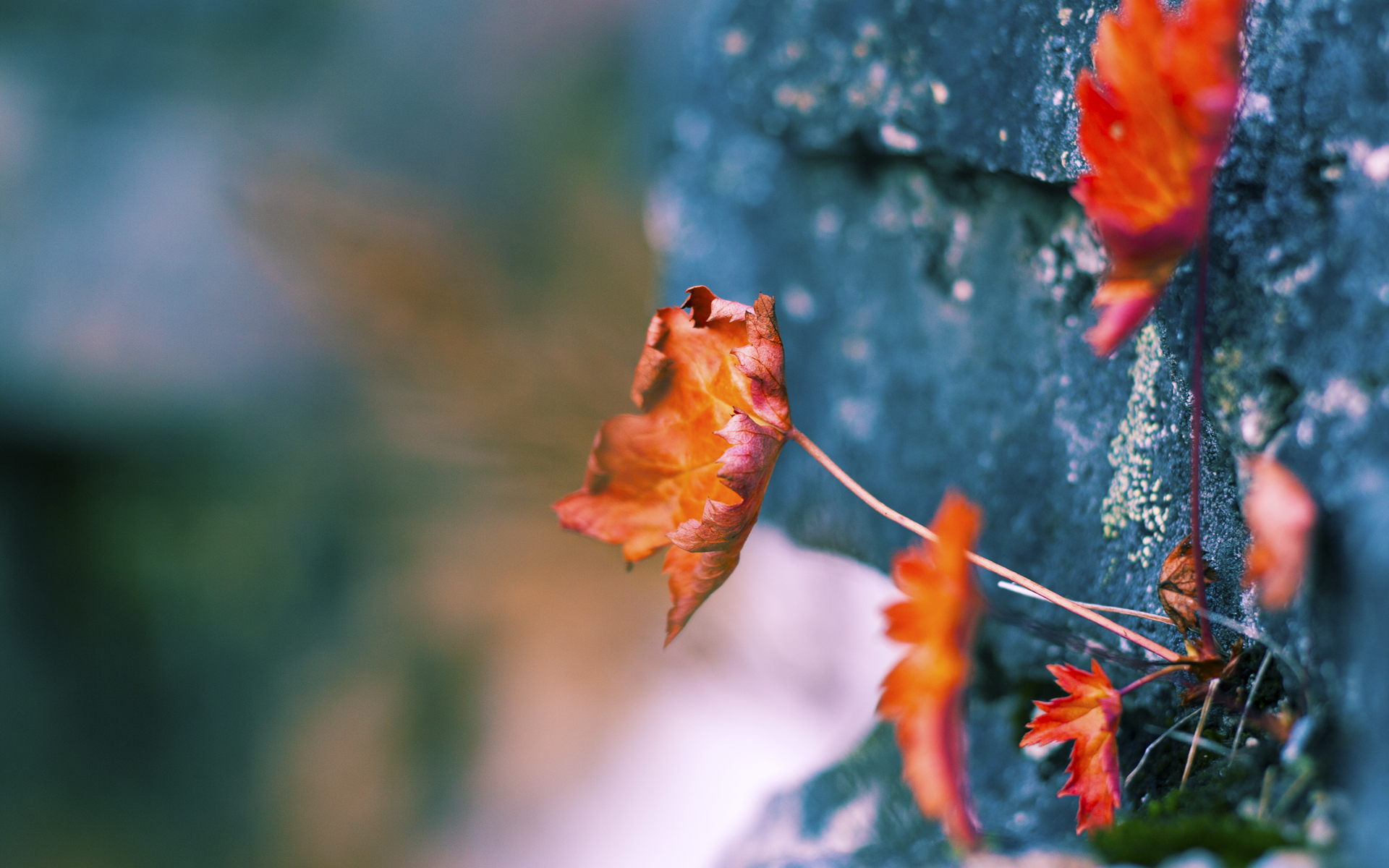 血染绝境！哈登末节核爆19分碾碎开拓者，奇才争冠暗流被一枪点燃