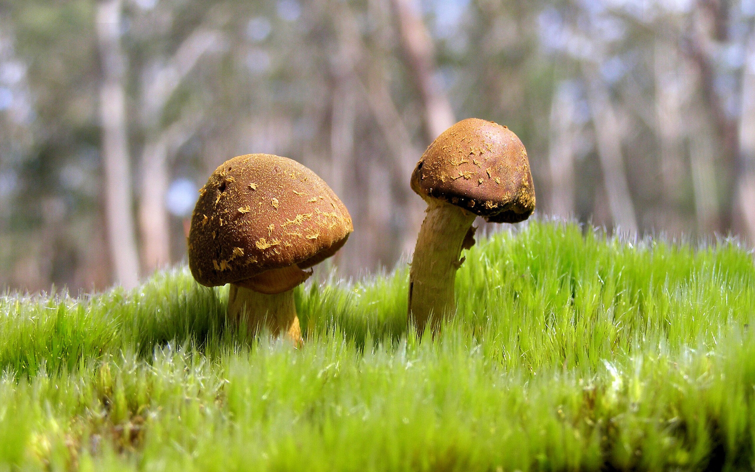 德甲争冠白热化激战连场，毕尔巴鄂欧战淘汰佛罗伦萨铸就经典