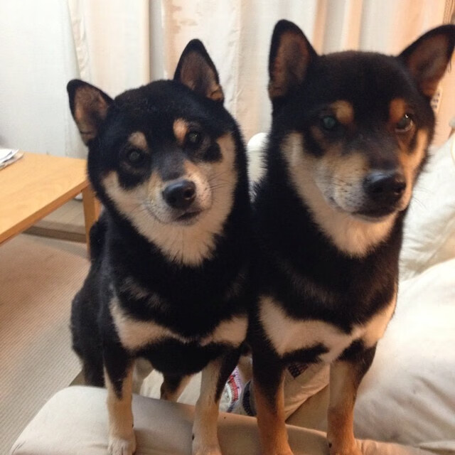 绿茵交响曲，哈兰德风暴与牙买加雷鬼的胜利鼓点