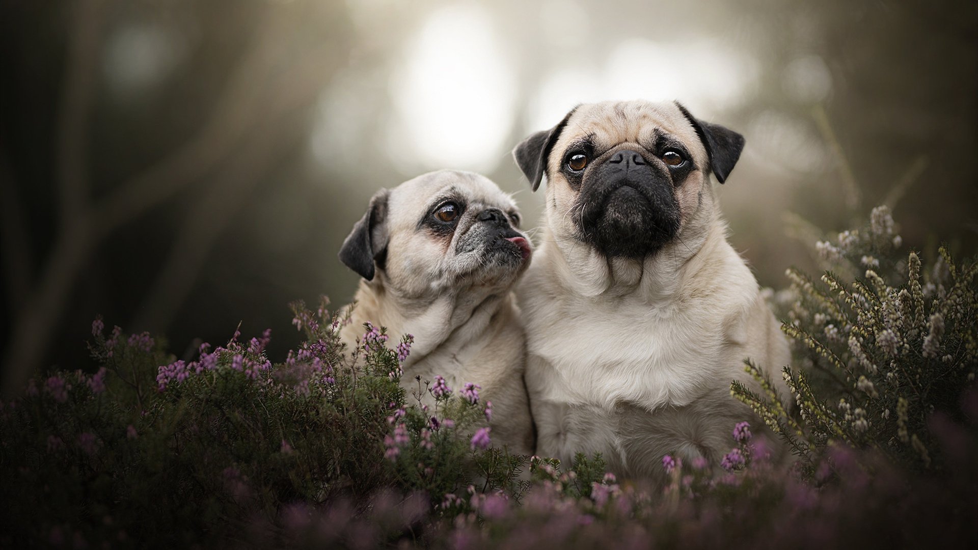 塞内加尔对阵葡萄牙，托尼在倒影中完成破碎与重铸
