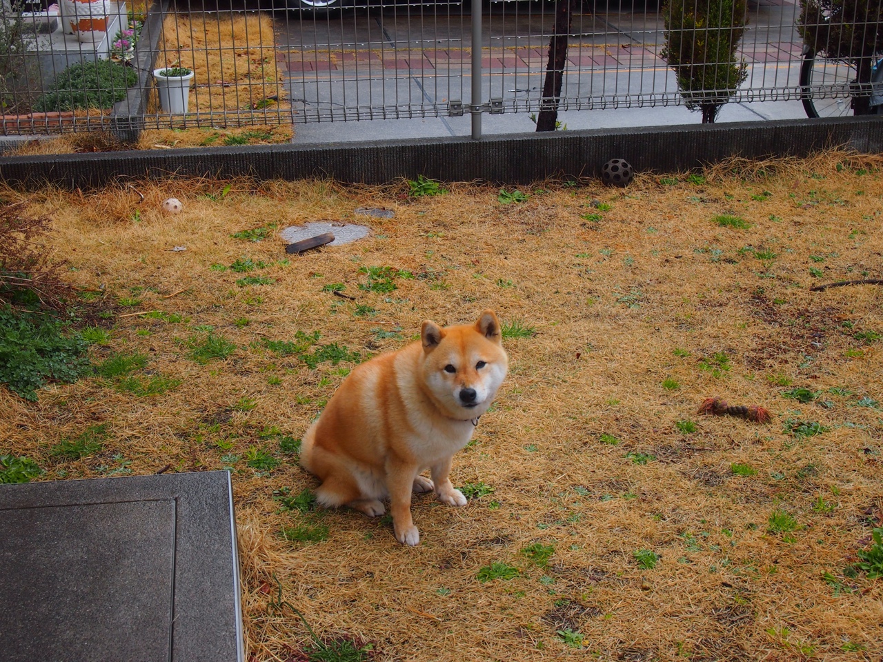 东契奇爆发引领时代，广厦队争冠战胜出奇才