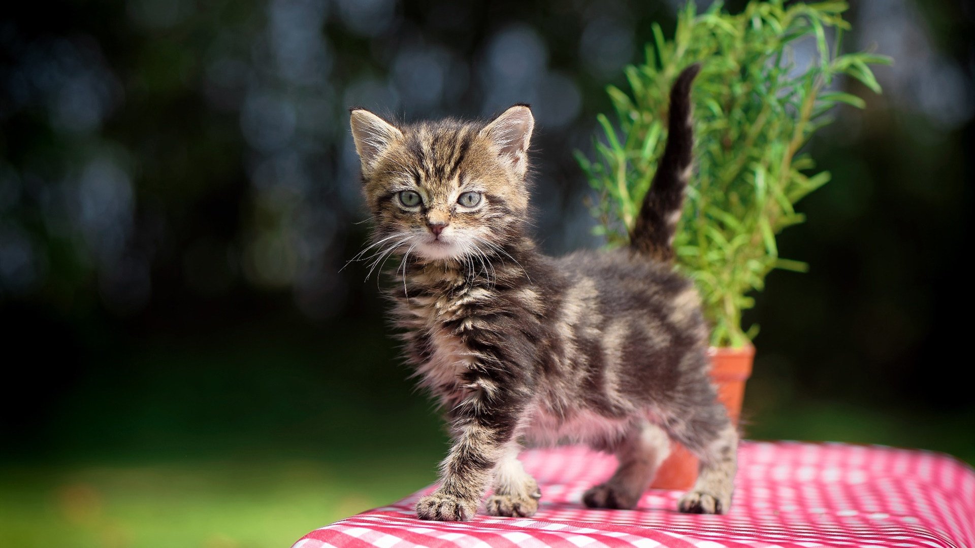 劳塔罗，抢七之夜，我让时间成为盟友