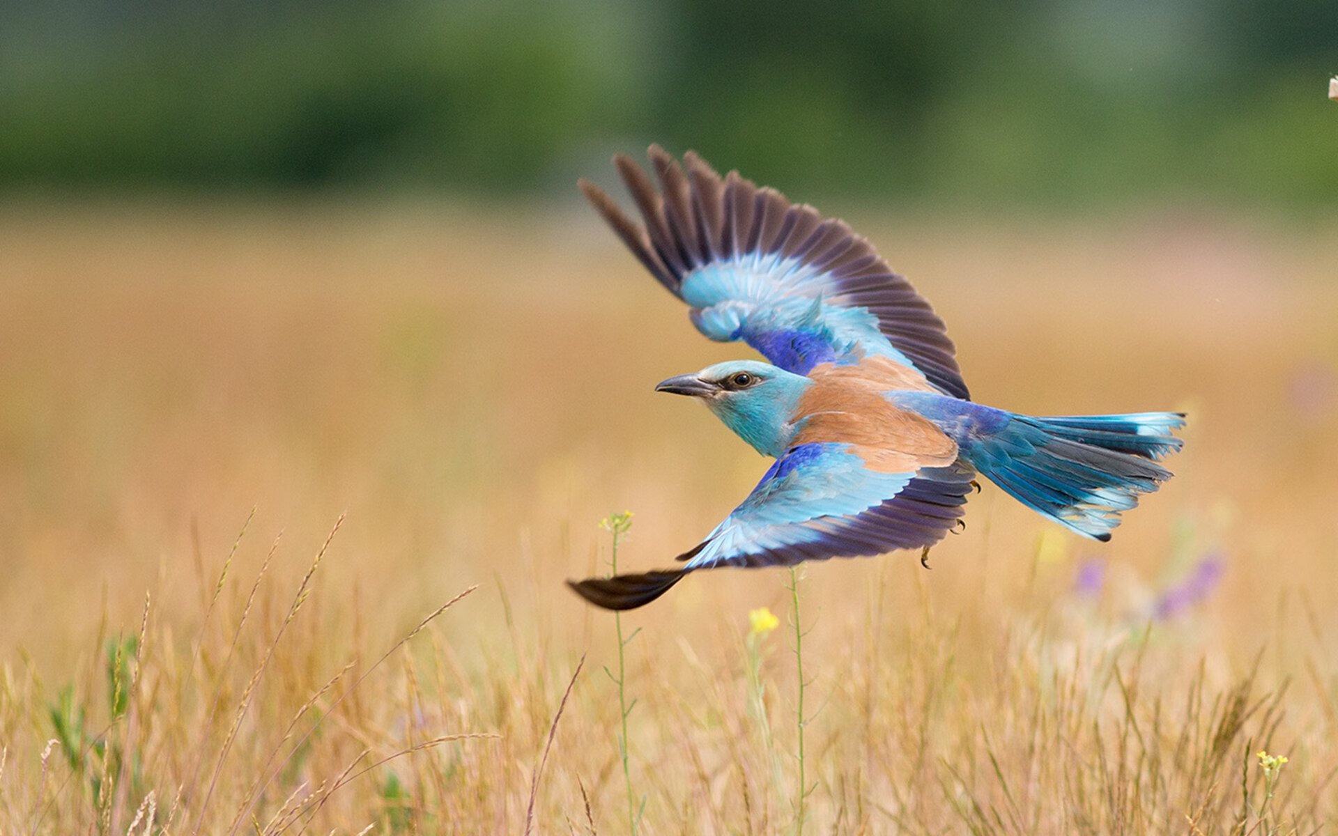 布克的速度改写结局，当活塞提前终结悬念，热火在攻防转换中迷失