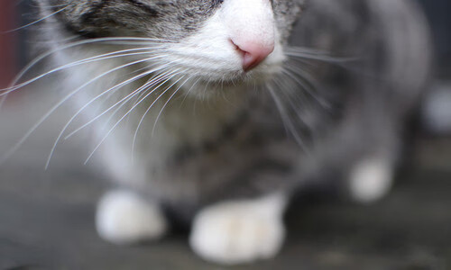 罗德里戈巨兽级统治力,当战术被撕碎,他用本能斩落第18冠