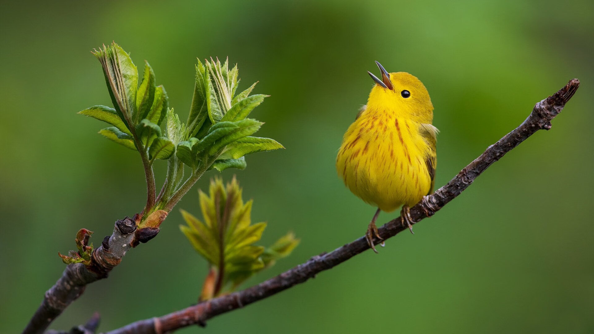浓眉擎天柱,雷霆破长空,当个人英雄主义遭遇青春风暴