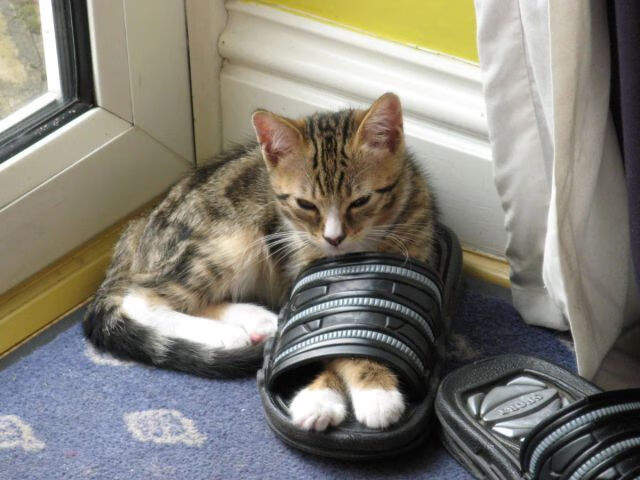 国王新王登基！英格拉姆高能输出撕裂太阳防线