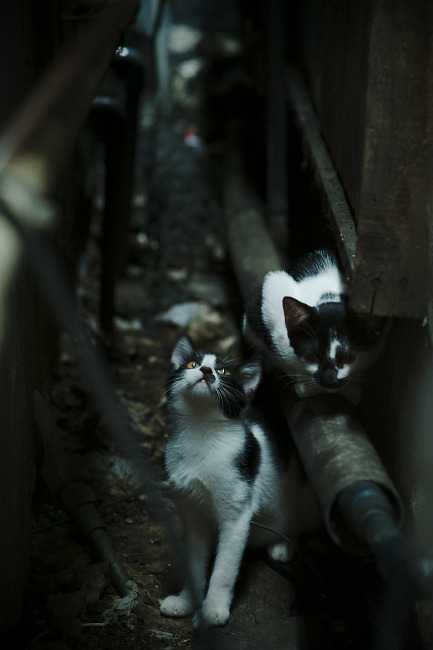 奥运入场券前的独舞，约基奇用一场完美定义何为统治力