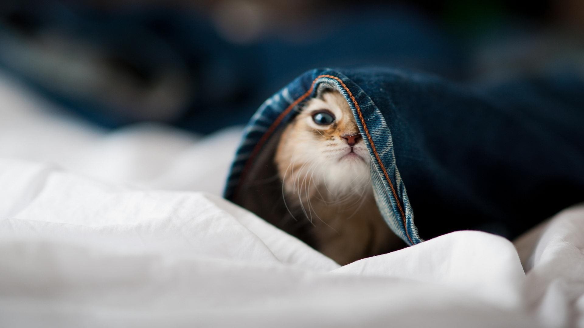 绝地逆转—芬兰翻盘奥地利背后的孤胆英雄阿尔瓦雷斯