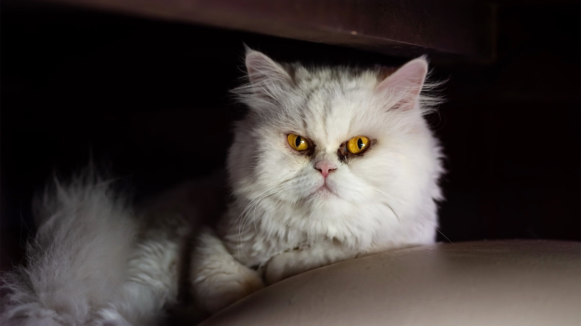 拉文狂砍50+创新高,广东男篮攻防制胜轻取步行者