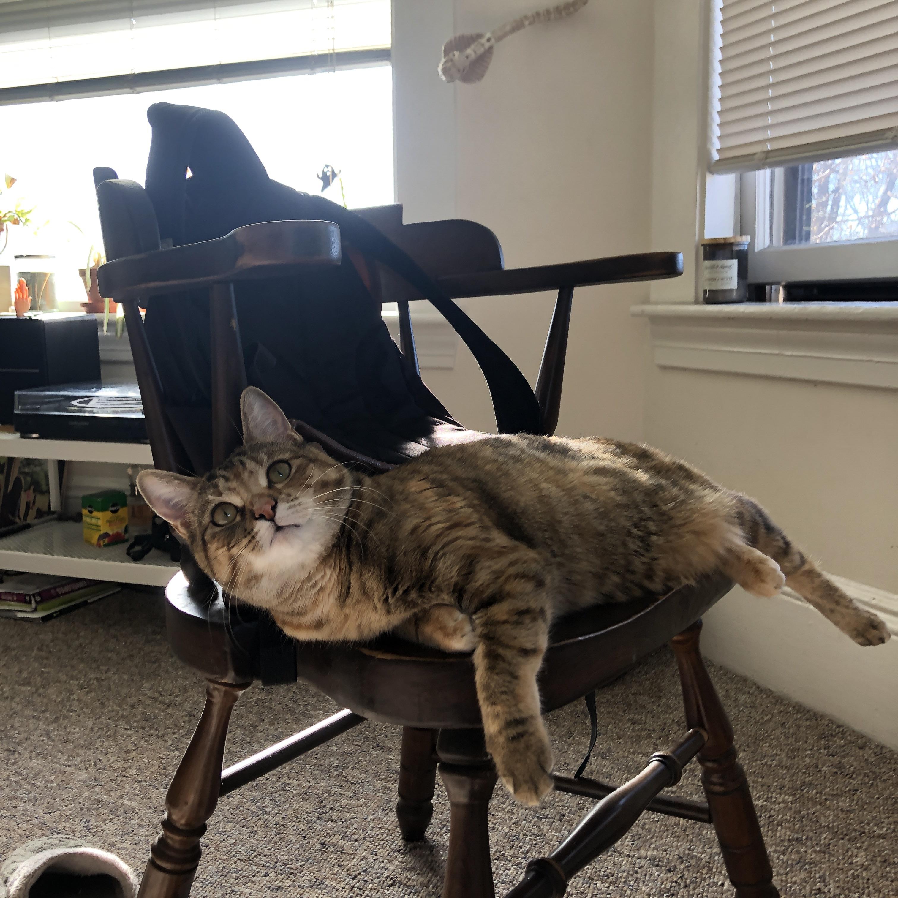 班凯罗主宰赛场!独行侠对阵篮网一战早早失去悬念