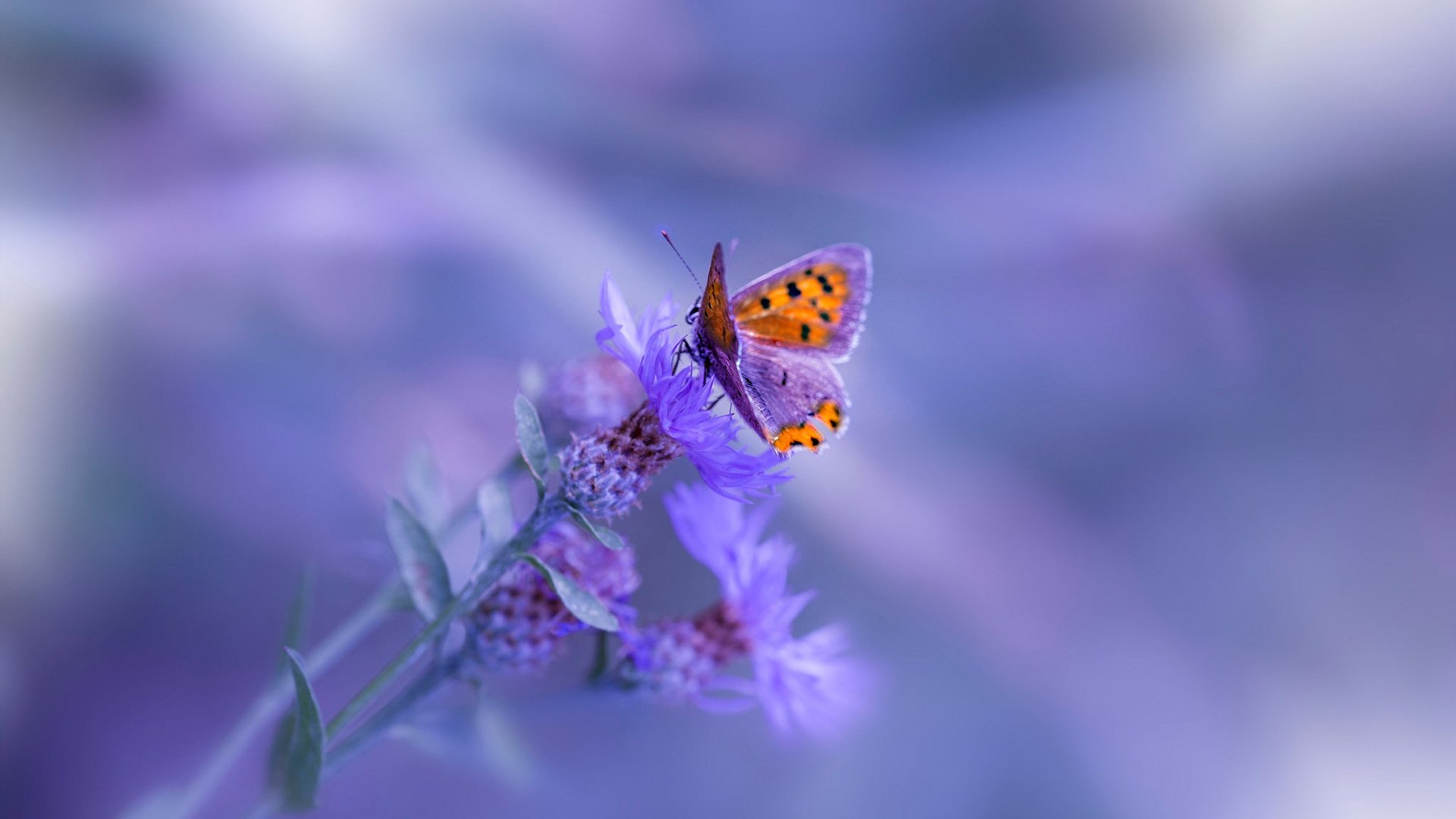 微光撕破巨星帷幕,无名布伦森如何成为雄鹿快船之战的终极胜负手