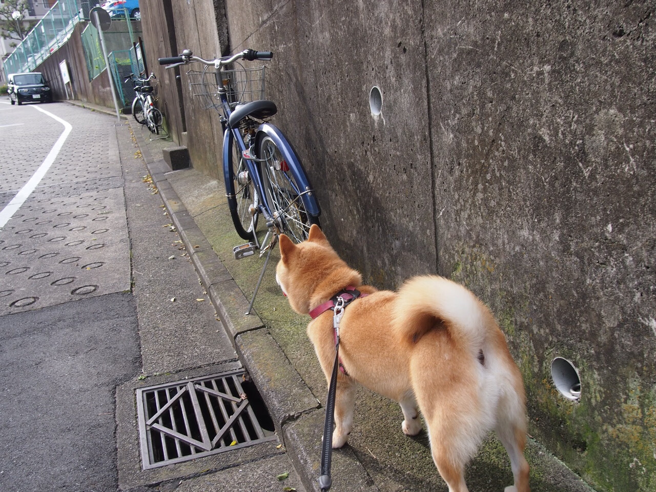 足球世界的征服者，国际米兰终结埃及神话，迪马利亚德甲争冠战封神