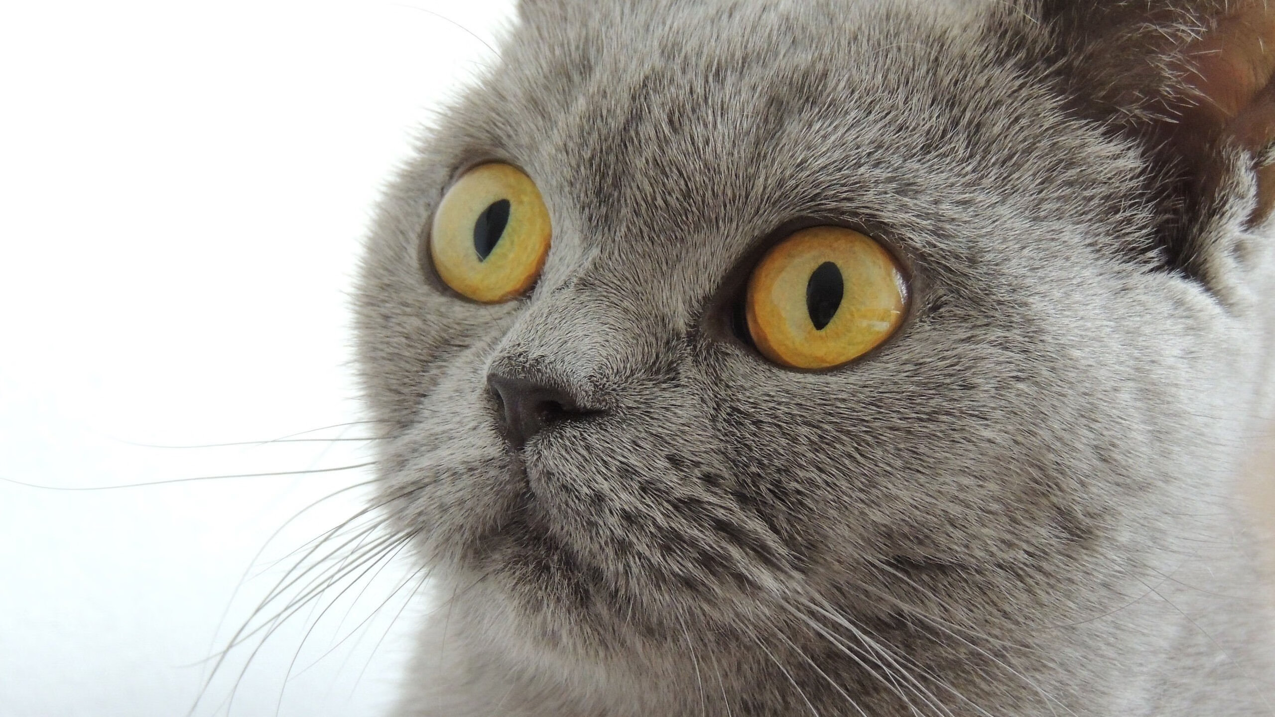 强压下的破门，奥斯梅恩如何在马赛展现阿尔及利亚之影