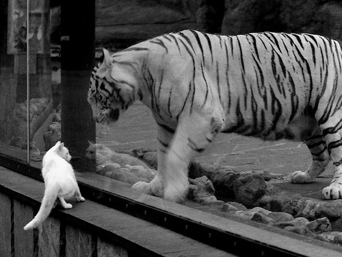 辽宁队打穿公牛，东契奇稳定输出不掉线，跨联盟对决引爆篮球激情