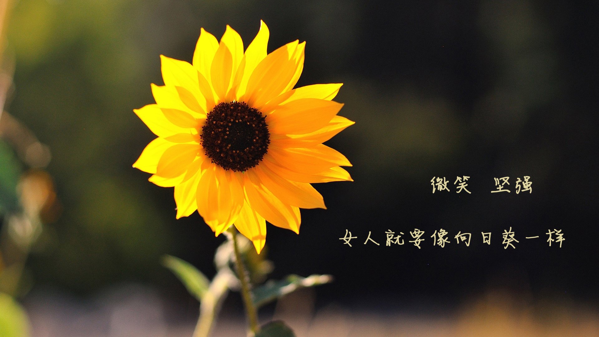 巴尔韦德关键一击定乾坤，巴萨强势收割贝蒂斯迎联赛曙光