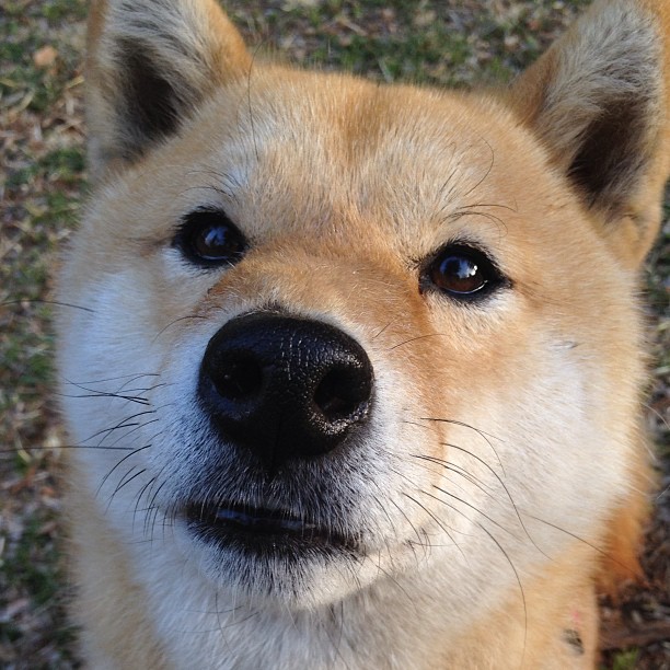 欧冠决赛焦点战，巴西力量强行终结马赛夺冠梦