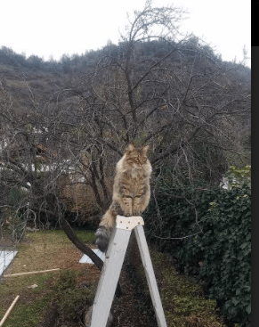 世俱杯改制-跨洋征伐踏平风城，死神镰刀收割胜利，当吉林铁骑遇上公牛锋芒