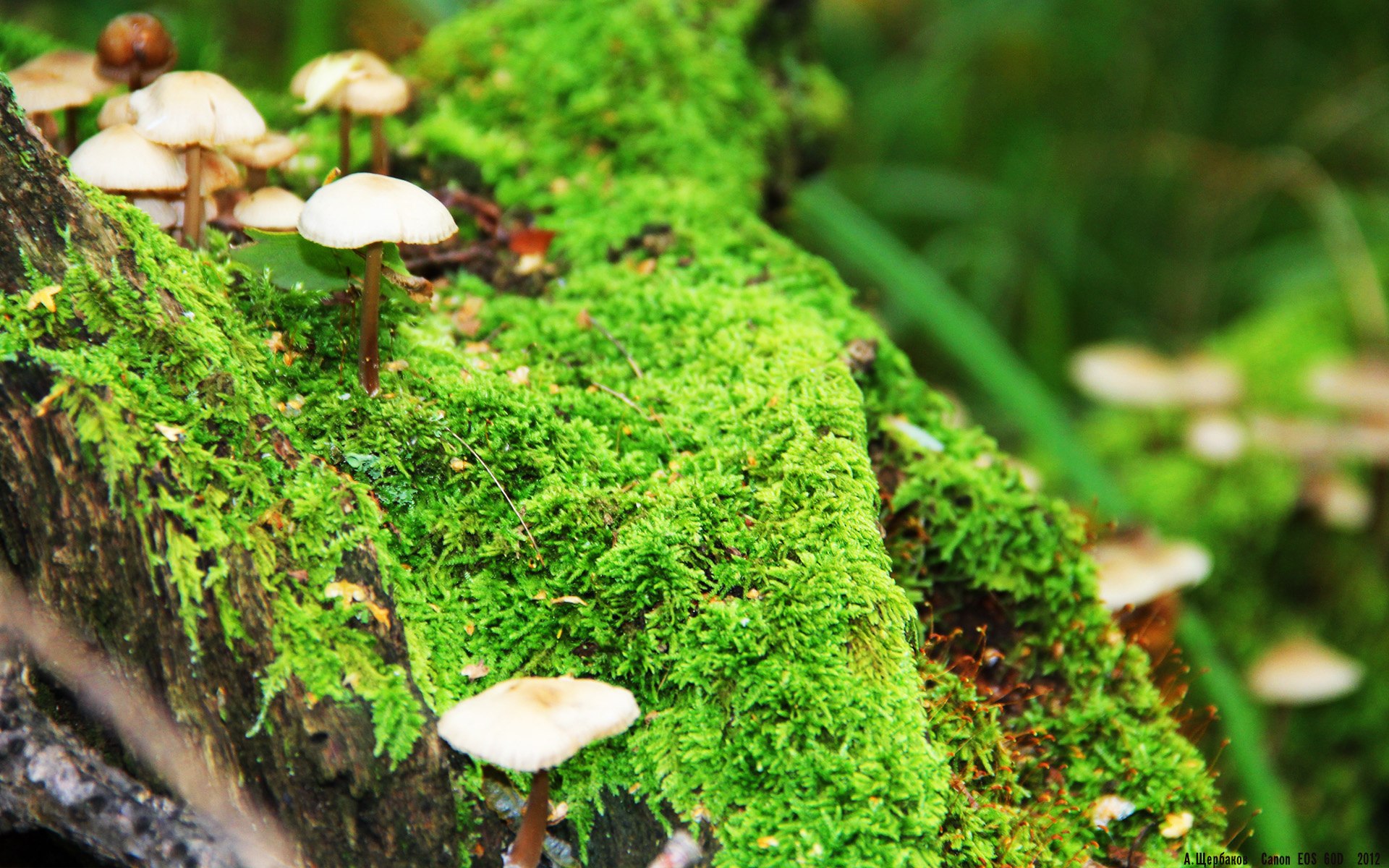 切特赛后评分拉满，公牛轻取湖人展现实力