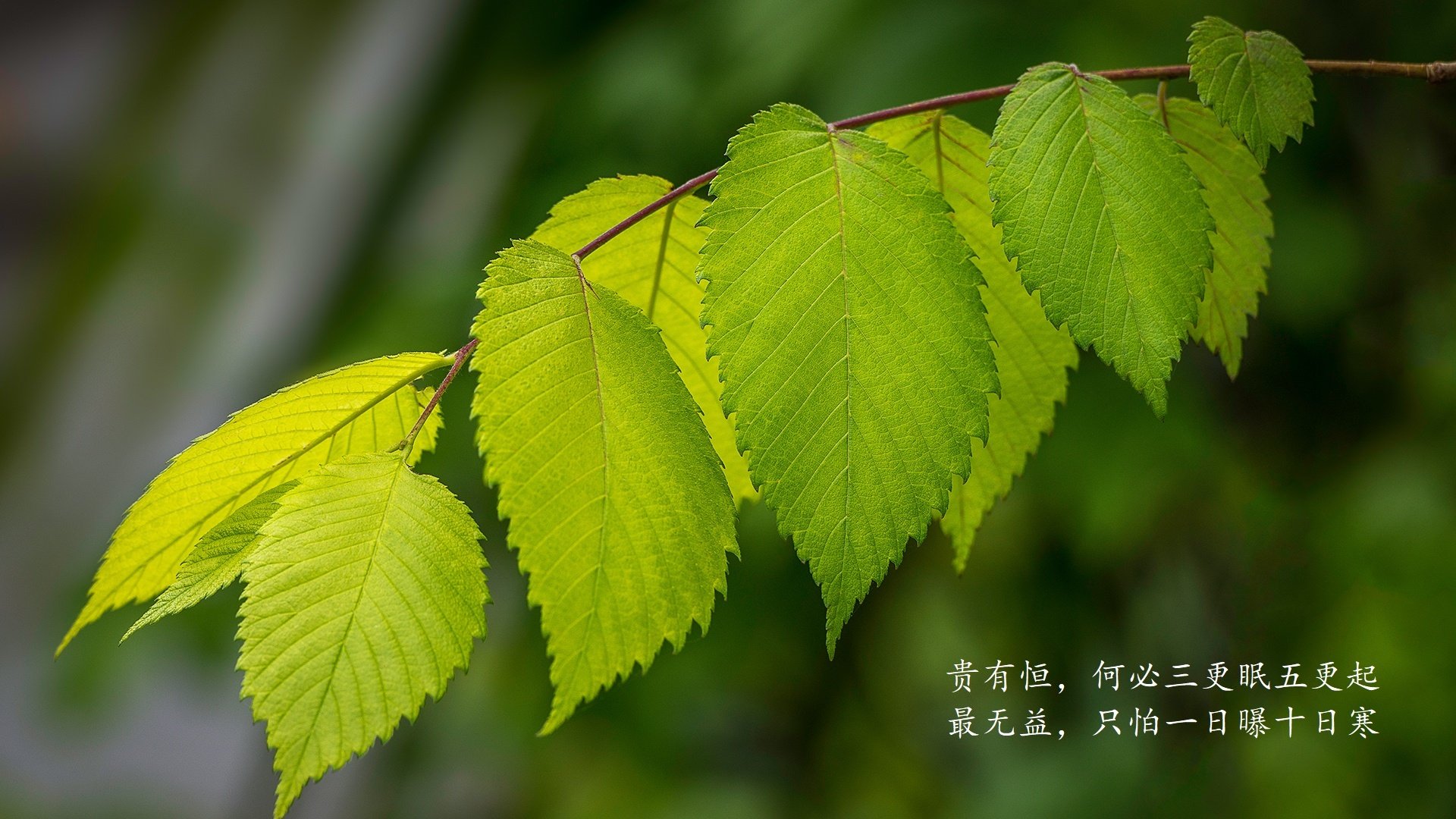 佩德里一剑封喉，西班牙绝杀乌拉圭点燃2026世界杯F组战火